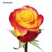 Роза 1 шт. (50 см), цвет в ассортименте